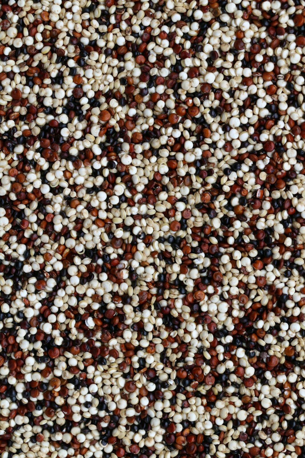 brown and white pebbles on ground